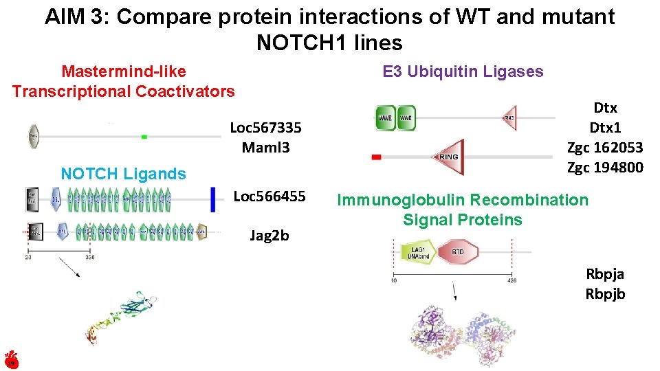 AIM 3: Compare protein interactions of WT and mutant NOTCH 1 lines E 3