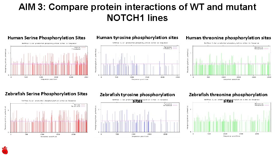 AIM 3: Compare protein interactions of WT and mutant NOTCH 1 lines Human Serine