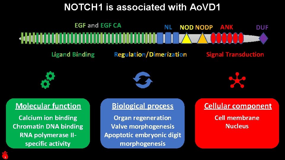 NOTCH 1 is associated with Ao. VD 1 EGF and EGF CA Ligand Binding