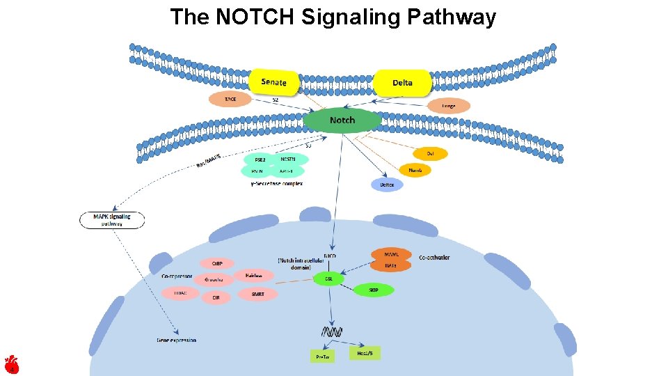 The NOTCH Signaling Pathway 4 