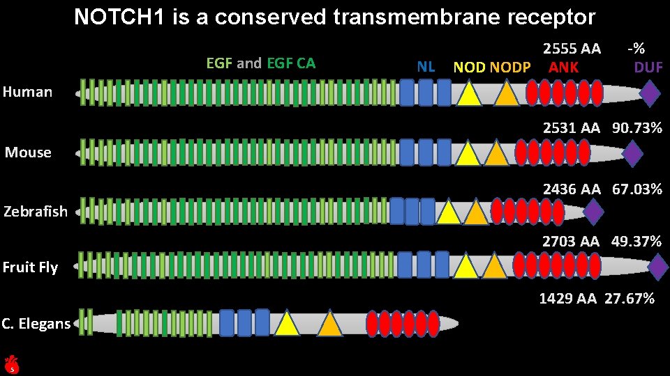 NOTCH 1 is a conserved transmembrane receptor EGF and EGF CA NL 2555 AA