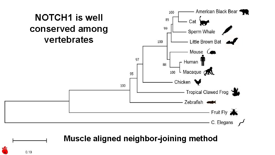NOTCH 1 is well conserved among vertebrates Muscle aligned neighbor-joining method 6 
