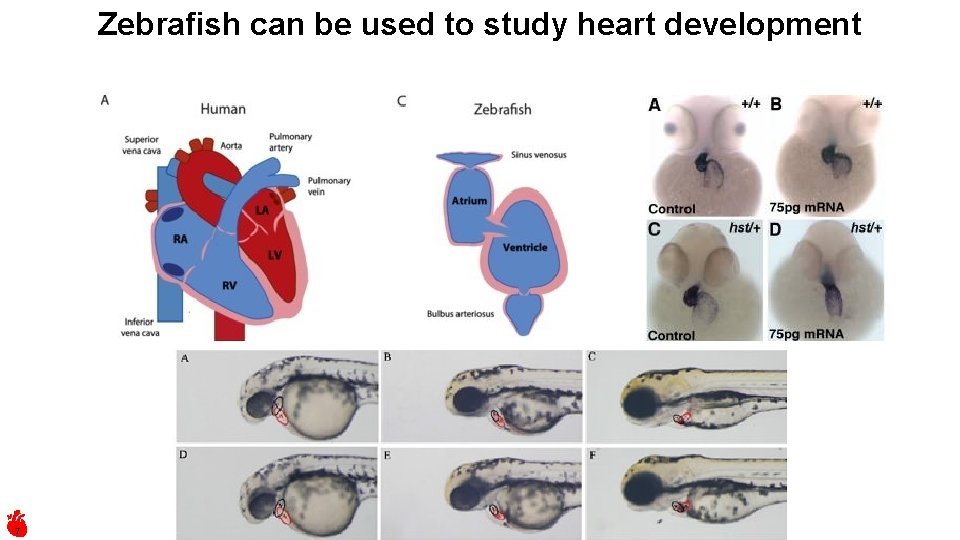 Zebrafish can be used to study heart development 7 