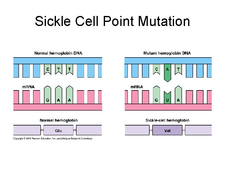 Sickle Cell Point Mutation 