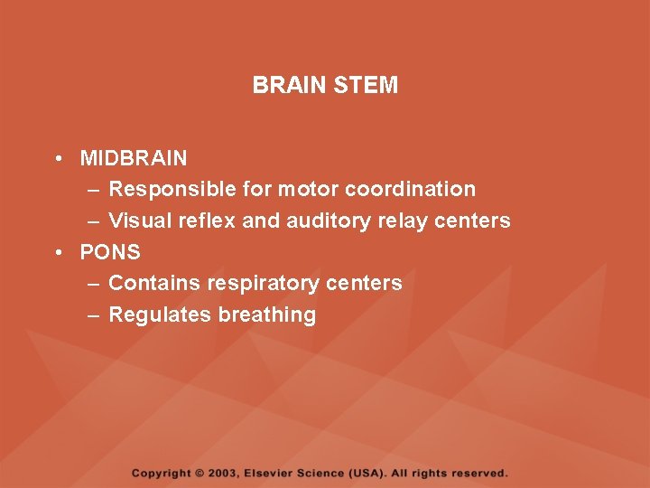 BRAIN STEM • MIDBRAIN – Responsible for motor coordination – Visual reflex and auditory BRAIN STEM • MIDBRAIN – Responsible for motor coordination – Visual reflex and auditory