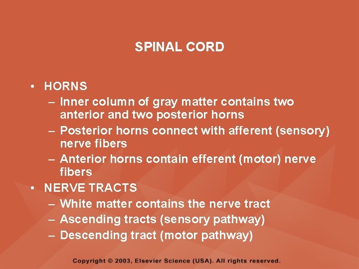 SPINAL CORD • HORNS – Inner column of gray matter contains two anterior and SPINAL CORD • HORNS – Inner column of gray matter contains two anterior and