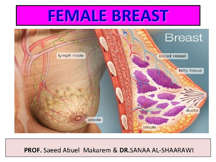 FEMALE BREAST PROF. Saeed Abuel Makarem & DR. SANAA AL-SHAARAWI 