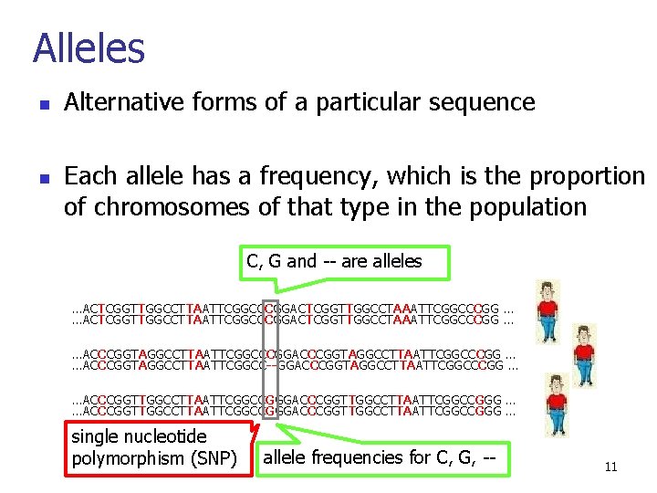 Alleles n n Alternative forms of a particular sequence Each allele has a frequency,