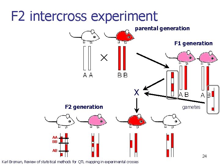 F 2 intercross experiment parental generation F 1 generation X F 2 generation gametes