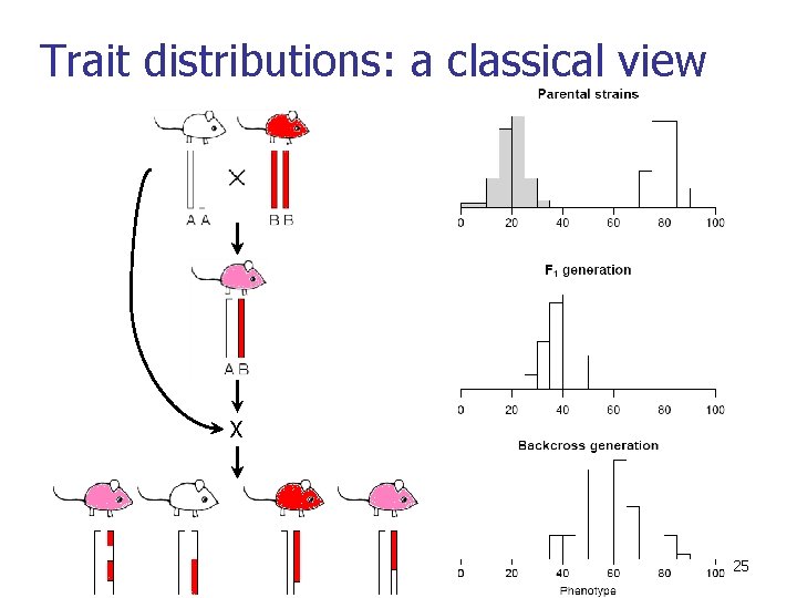 Trait distributions: a classical view X 25 