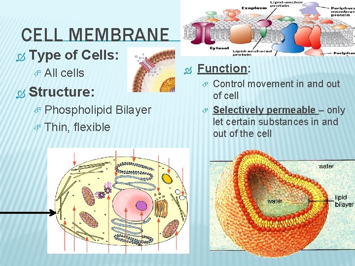 CELL MEMBRANE Type of Cells: All cells Structure: Phospholipid Bilayer Thin, flexible Function: Control