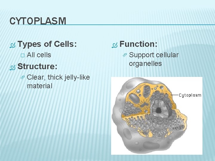 CYTOPLASM Types of Cells: � All cells Structure: Clear, thick jelly-like material Function: Support