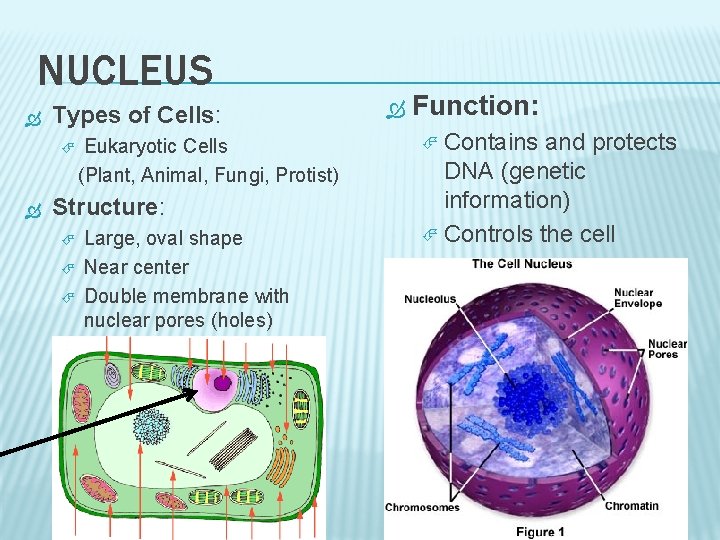 NUCLEUS Types of Cells: Eukaryotic Cells (Plant, Animal, Fungi, Protist) Structure: Large, oval shape