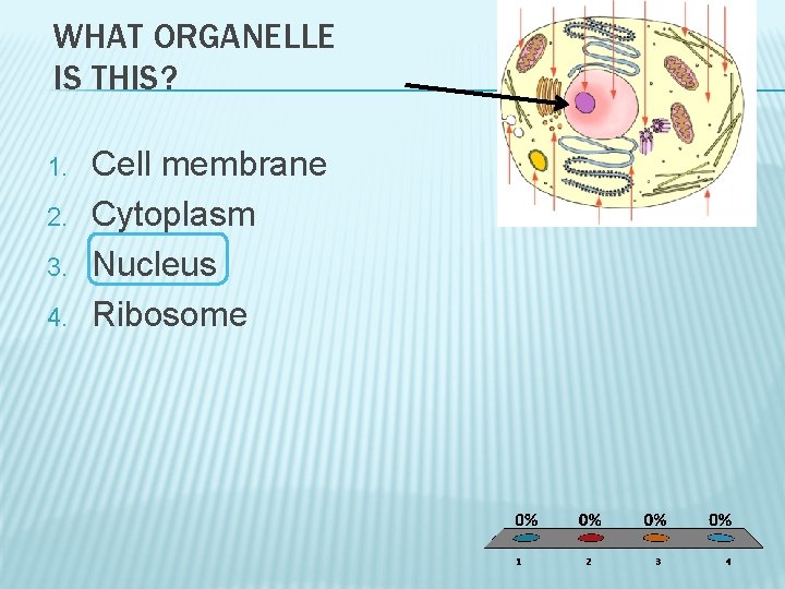 WHAT ORGANELLE IS THIS? 1. 2. 3. 4. Cell membrane Cytoplasm Nucleus Ribosome 