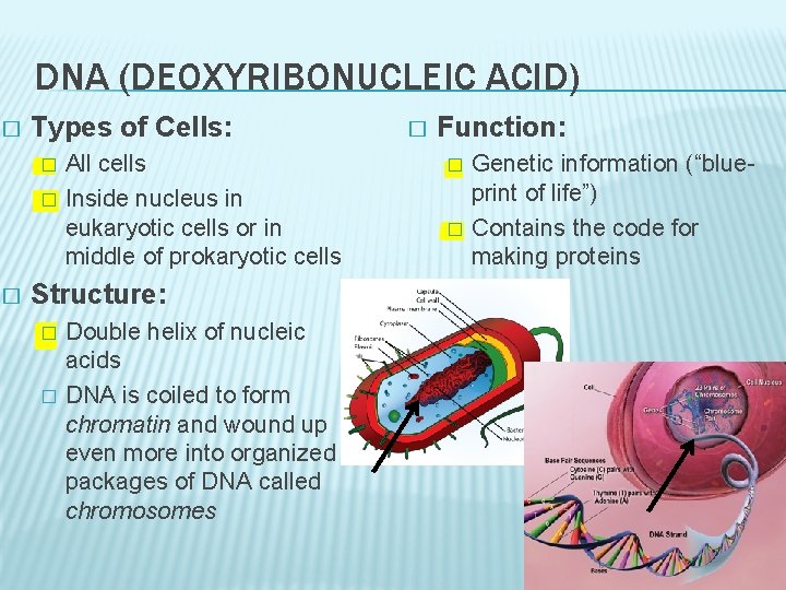 DNA (DEOXYRIBONUCLEIC ACID) � Types of Cells: � � � All cells Inside nucleus