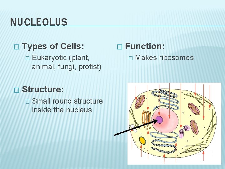 NUCLEOLUS � Types of Cells: � � Eukaryotic (plant, animal, fungi, protist) Structure: �
