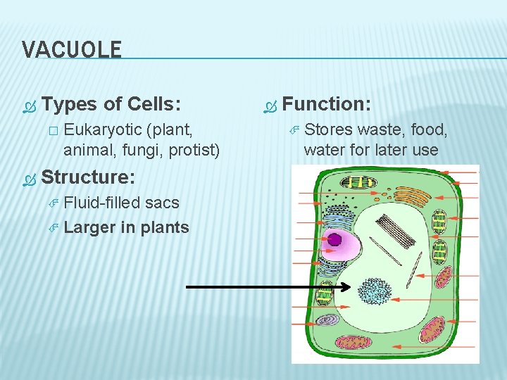 VACUOLE Types of Cells: � Eukaryotic (plant, animal, fungi, protist) Structure: Fluid-filled sacs Larger