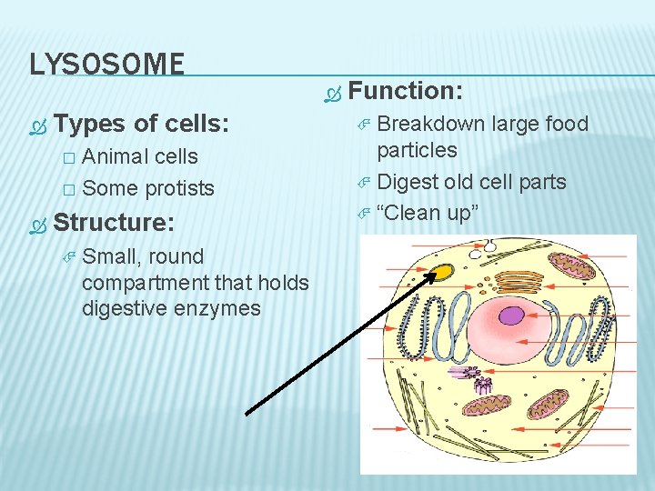 LYSOSOME Types of cells: Animal cells � Some protists � Structure: Small, round compartment