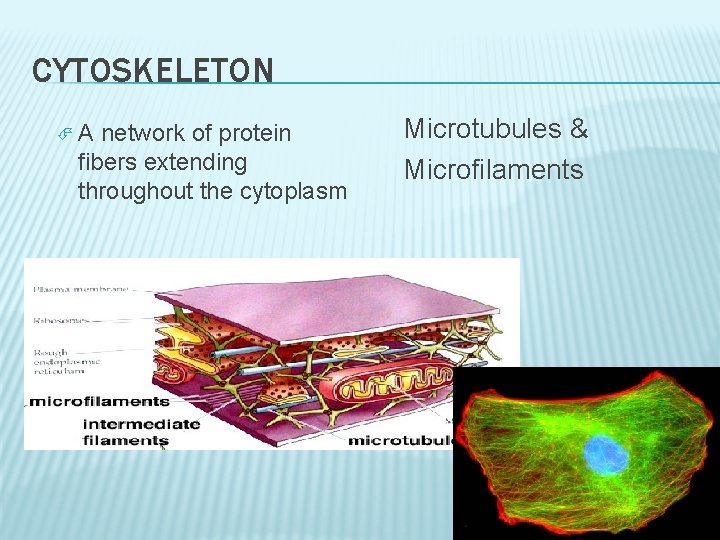 CYTOSKELETON A network of protein fibers extending throughout the cytoplasm Microtubules & Microfilaments 