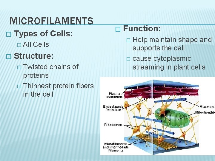 MICROFILAMENTS � Types of Cells: � � All Cells Structure: Twisted chains of proteins