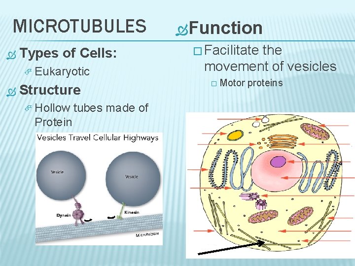 MICROTUBULES Types of Cells: Eukaryotic Structure Hollow tubes made of Protein Function � Facilitate