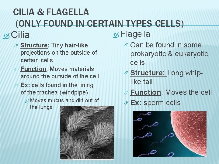 CILIA & FLAGELLA (ONLY FOUND IN CERTAIN TYPES CELLS) Flagella Cilia Structure: Tiny hair-like