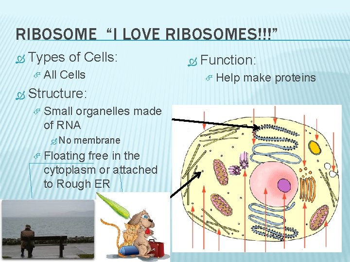 RIBOSOME “I LOVE RIBOSOMES!!!” Types of Cells: All Cells Structure: Small organelles made of