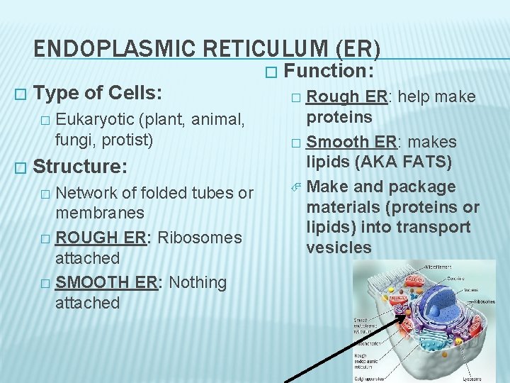 ENDOPLASMIC RETICULUM (ER) � � Type of Cells: � � Eukaryotic (plant, animal, fungi,