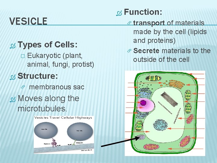 VESICLE Types of Cells: � Eukaryotic (plant, animal, fungi, protist) Structure: membranous sac Moves