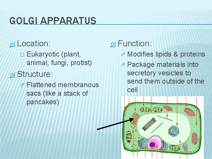 GOLGI APPARATUS Location: � Eukaryotic (plant, animal, fungi, protist) Structure: Flattened membranous sacs (like