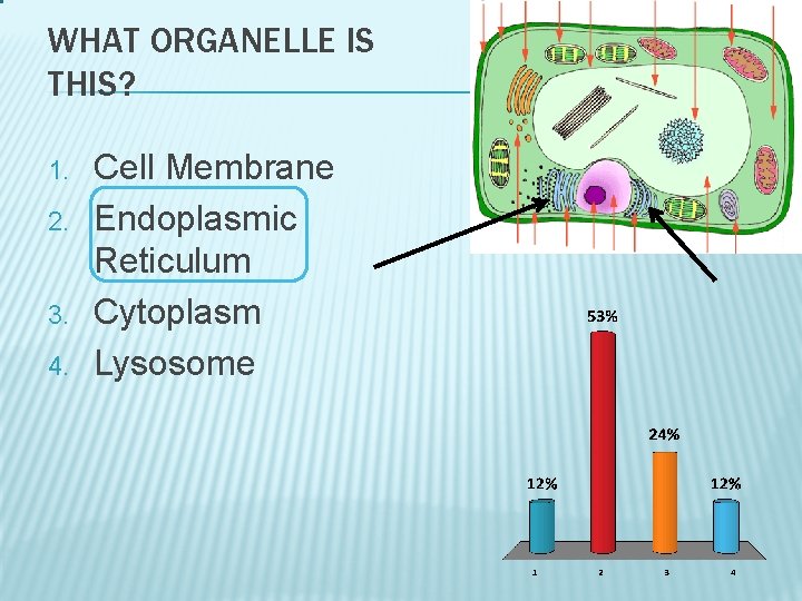 WHAT ORGANELLE IS THIS? 1. 2. 3. 4. Cell Membrane Endoplasmic Reticulum Cytoplasm Lysosome