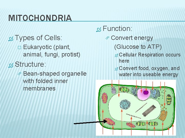 MITOCHONDRIA Types of Cells: � Eukaryotic (plant, animal, fungi, protist) Structure: Bean-shaped organelle with
