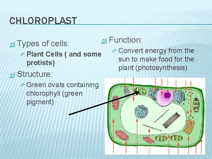 CHLOROPLAST Types of cells: Plant Cells ( and some protists) Structure: Green ovals containing