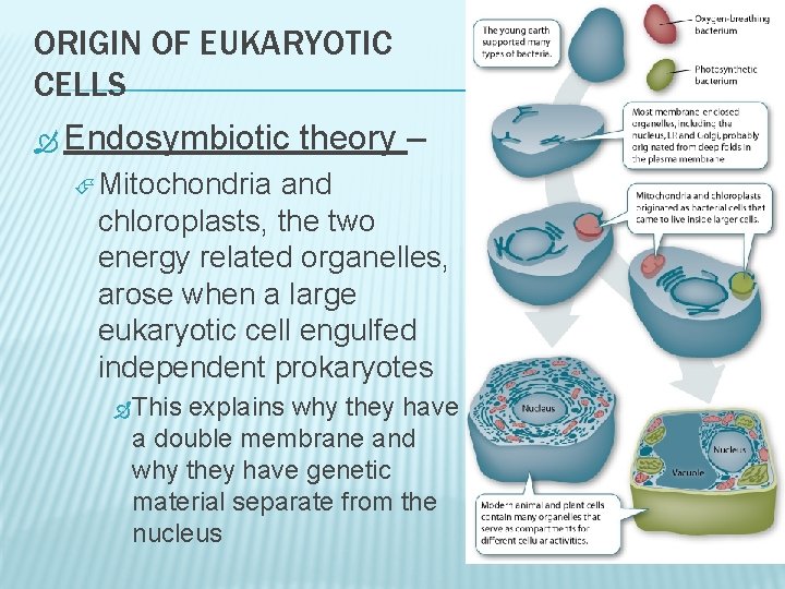 ORIGIN OF EUKARYOTIC CELLS Endosymbiotic theory – Mitochondria and chloroplasts, the two energy related