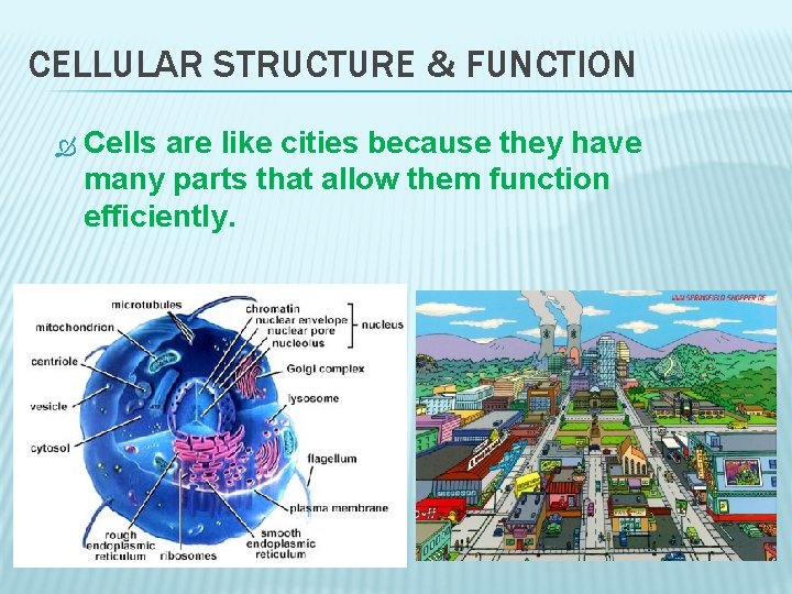 CELLULAR STRUCTURE & FUNCTION Cells are like cities because they have many parts that