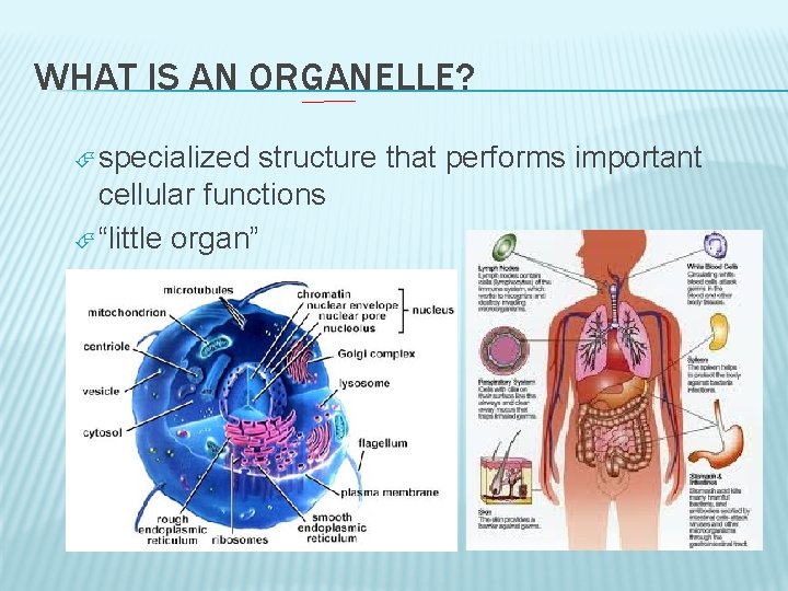 WHAT IS AN ORGANELLE? specialized structure that performs important cellular functions “little organ” 