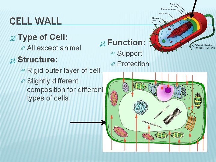 CELL WALL Type of Cell: All except animal Structure: Rigid outer layer of cell.