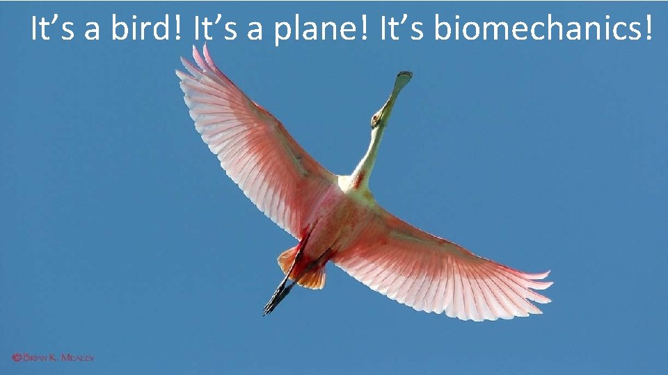 It’s a bird! It’s a plane! It’s biomechanics! 