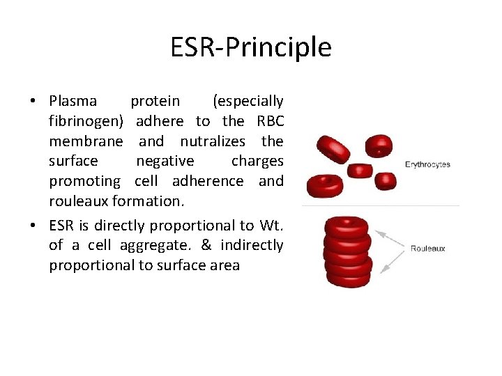 ESR-Principle • Plasma protein (especially fibrinogen) adhere to the RBC membrane and nutralizes the