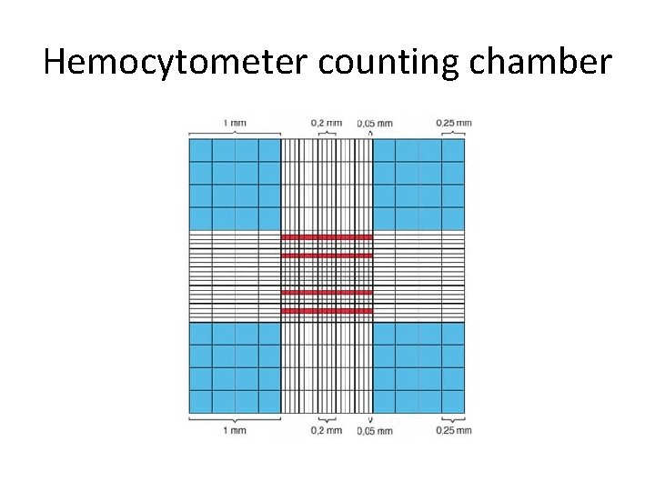 Hemocytometer counting chamber 