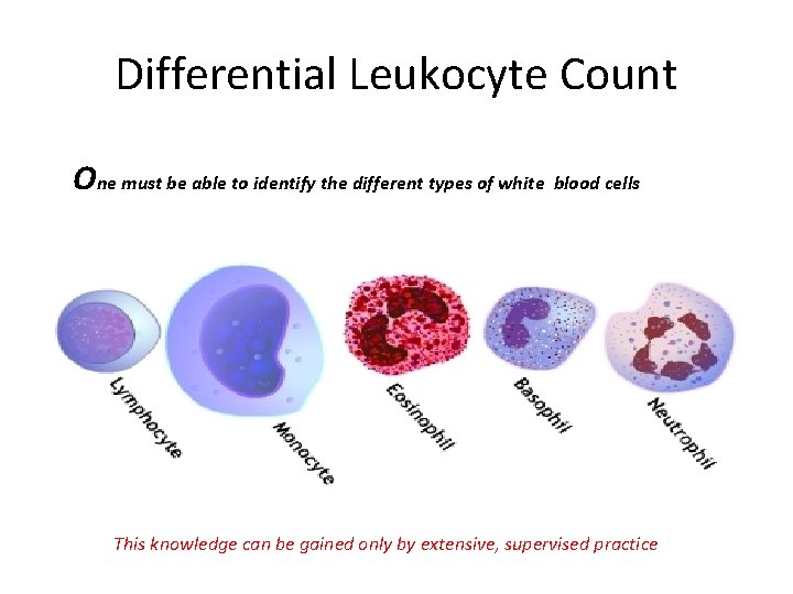 Differential Leukocyte Count One must be able to identify the different types of white