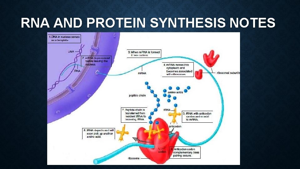 RNA AND PROTEIN SYNTHESIS NOTES What is the