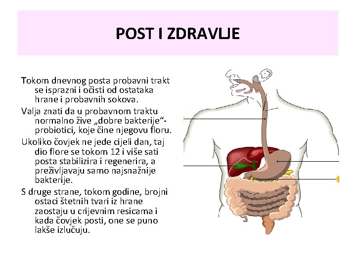 POST I ZDRAVLJE Tokom dnevnog posta probavni trakt se isprazni i očisti od ostataka POST I ZDRAVLJE Tokom dnevnog posta probavni trakt se isprazni i očisti od ostataka