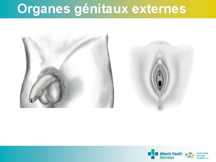 Organes génitaux externes 