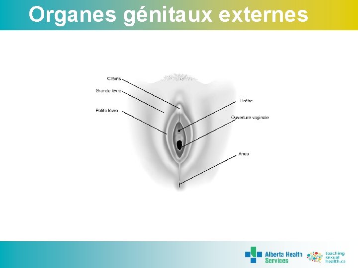 Organes génitaux externes 