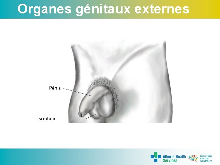 Organes génitaux externes 