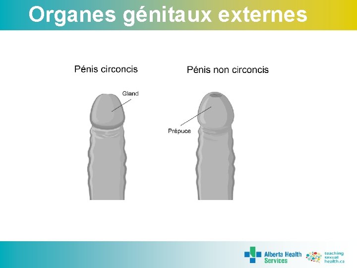 Organes génitaux externes 