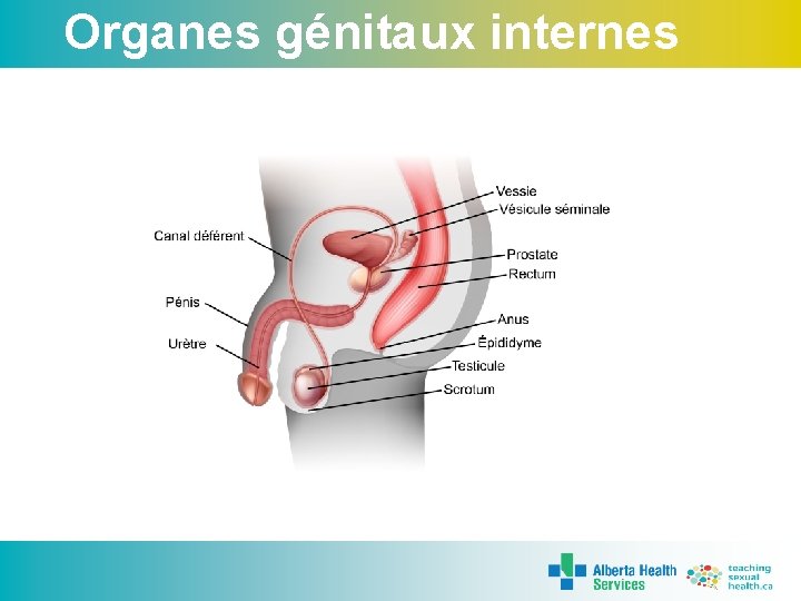 Organes génitaux internes 