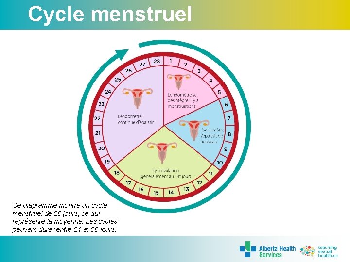 Cycle menstruel Ce diagramme montre un cycle menstruel de 28 jours, ce qui représente