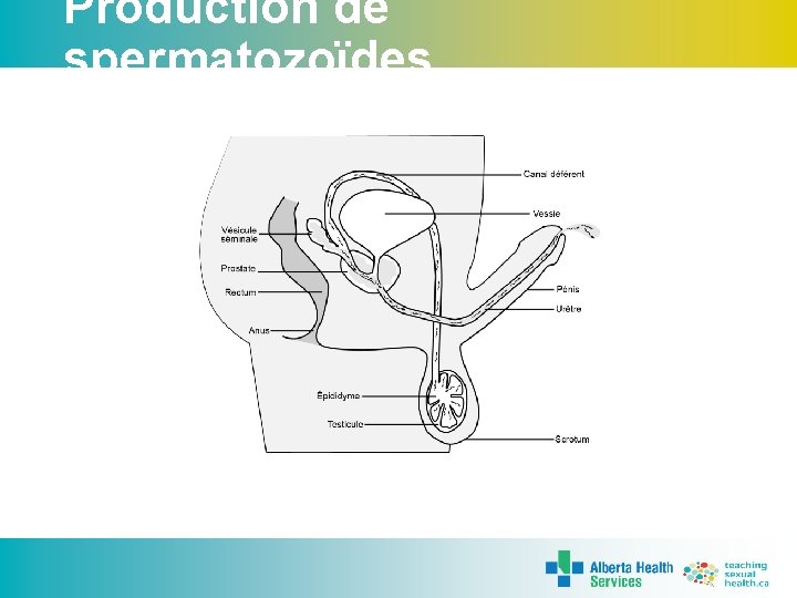 Production de spermatozoïdes 